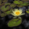 Emma Tager_Yellow Water Lily_Honorable Mention