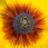 Sherryl Gilfillian_Black-eyed Susan_Equal Merit