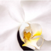 Sherryl Gilfillian_Orchid_Honorable Mention