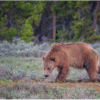 Wendy Milligan_Just Out of Hibernation (Grizzly Bear)_Equal Merit