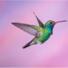 Wendy Milligan_Pink Garden Fly Over (Broad Billed Hummingbird)_Equal Merit