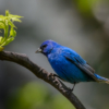 Al Figuccio_Indigo Bunting_Equal Merit