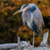 Lenny McDonald_Blue Heron_Honorable Mention