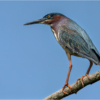 Lenny McDonald_Green Heron_Equal Merit