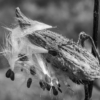 Nellie Stolarz_Milkweed_Honorable Mention