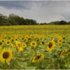 Wayne Greenstone_Field of Dreams_Honorable Mention