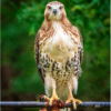 Wendy Milligan_Backyard Stare Down (Red Tailed Hawk)_Honorable Mention