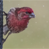 Wendy Milligan_House Finch in the Snow_Equal Merit