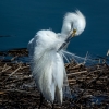 Al Figuccio_Preening Plumage_Honorable Mention