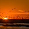 Al Figuccio_Sunset Forsythe NWR_Honorable Mention