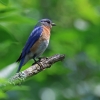 by the Great Swamp visitor center American Bluebird