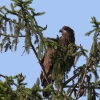 Edward Shulman_Immature Bald Eagle_Equal Merit