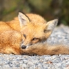 Ellen Stein_Fox Curled Up_Honorable Mention