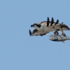 Lenny McDonald_Osprey Catch_Honorable Mention