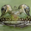 Natalie Gregorio_Green Frog and Long Legged Fly_Equal Merit