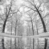 Natalie Gregorio_Snow Reflection_Equal Merit