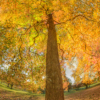 Natalie Gregorio_Sweet Gum Dressed in Fall Colors_Equal Merit