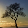 Wendy Kaplowitz_Tree As the Sun Is Setting_Honorable Mention