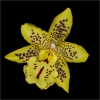 Al Figuccio_Tiger Barb Oncidium)_Honorable Mention_Open B_20240429