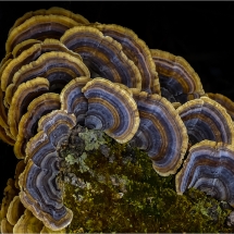 Al Figuccio_Tremetes Versicolor_Equal Merit_Open B_20240520