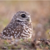 Arlene Sopranzetti_Burrowing Owl in Habitat_Equal Merit_Assigned Salon -Things That Fly_20240429