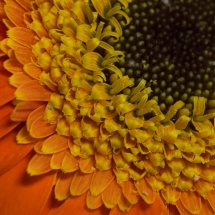 Charlene Federowicz_Gerbera Daisy_Equal Merit_Assigned A - Macro & Close-Up_20240520