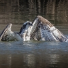 Charlene Federowicz_Osprey Wading for Dinner_Honorable Mention_Assigned A - Things That Fly_20240429