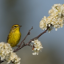 Charlene Federowicz_Palm Warbler_Honorable Mention_Open A_20240520