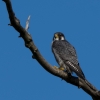 Charlene Federowicz_Peregrine Falcon_Honorable Mention_Assigned A - Things That Fly_20240429