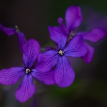 Charlene Federowicz_Tiny Purple Flowers_Honorable Mention_Assigned A - Macro & Close-Up_20240520