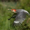 Charlene Federowicz_red-Bellied Woodpecker_Honorable Mention_Open A_20240520