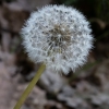 Edward Shulman_Dandalion Seeds_Honorable Mention_Assigned B - Macro & Close-Up_20240520