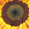 Edward Shulman_Sunflower_Honorable Mention_Open B_20240429