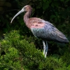 Ellen Stein_Glossy Ibis_Equal Merit_Assigned Salon -Things That Fly_20240429