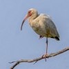 Ellen Stein_Immature White Ibis_Honorable Mention_Assigned Salon -Things That Fly_20240429