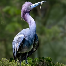 Ellen Stein_Little Blue Heron Nesting_Honorable Mention_Open Salon_20240520