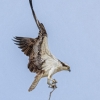 Ellen Stein_Osprey with Nesting Material_Honorable Mention_Open Salon_20240520