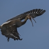 Jim Chelland_Ibis_Honorable Mention_Assigned A - Things That Fly_20240429