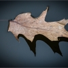 Jim Chelland_Leaf in The Lake_Honorable Mention_Assigned A - Macro & Close-Up_20240520