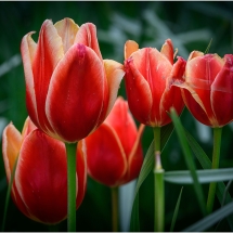 Jim Chelland_Red Tulips_Honorable Mention_Assigned A - Macro & Close-Up_20240520