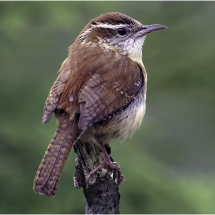 Lenny McDonald_Carolina Wren_Equal Merit_Open Salon_20240520