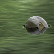 Lenny McDonald_Tulip Tree Flower Petal_Equal Merit_Open Salon_20240520