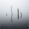 Wendy Milligan_Ghost Tree FAMILY in the Fog_Honorable Mention_Open A_20240429