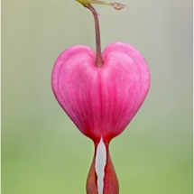 Arlene Sopranzetti_Bleeding Heart_Equal Merit_Assigned Salon -Macro & Close-Up_20240520