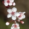 Ellen Stein_Cherry Plum_Honorable Mention_Assigned Salon -Macro & Close-Up_20240520