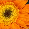 Ellen Stein_Gerbera Daisy_Equal Merit_Assigned Salon -Macro & Close-Up_20240520