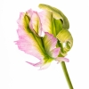 Ellen Stein_Parrot Tulip in High Key_Honorable Mention_Assigned Salon -Macro & Close-Up_20240520