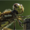 Lenny McDonald_Dragonfly_Honorable Mention_Assigned Salon -Macro & Close-Up_20240520