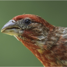 Lenny McDonald_Purple Finch Profile_Equal Merit_Assigned Salon -Macro & Close-Up_20240520