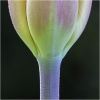 Lenny McDonald_Tulip, Natures Chalice_Equal Merit_Assigned Salon -Macro & Close-Up_20240520